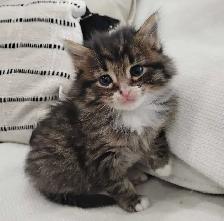 Chaton Sibérien hypoallergene