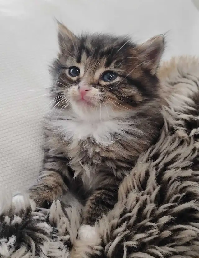 Chaton Sibérien hypoallergene - Photo 5