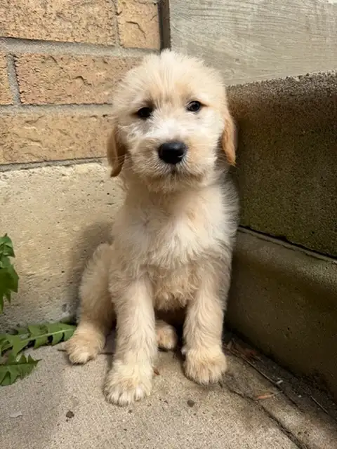 Male Goldendoodle golden retriever poodle Rupert