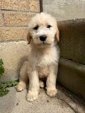 Male Goldendoodle golden retriever poodle Rupert