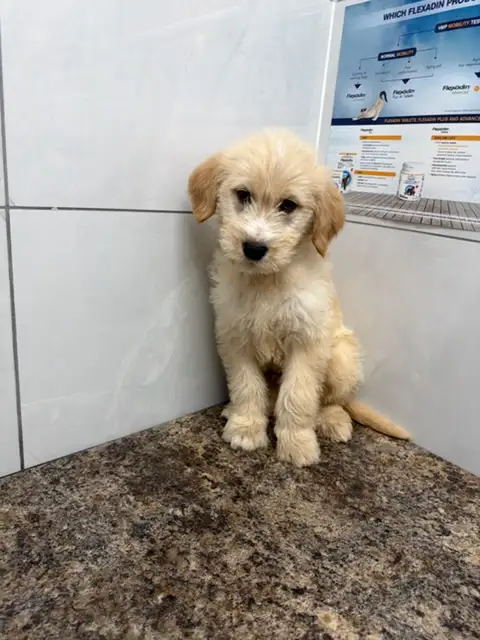 Male Goldendoodle golden retriever poodle Rupert - Photo 2