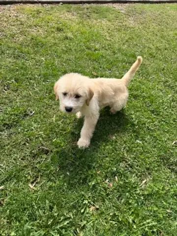 Male Goldendoodle golden retriever poodle Rupert - Photo 3