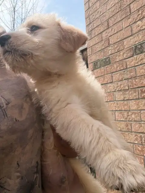 Male Goldendoodle golden retriever poodle Rupert - Photo 4