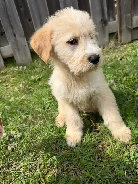 Male Goldendoodle golden retriever poodle Rupert - Photo 5
