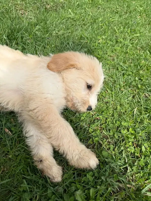 Male Goldendoodle golden retriever poodle Rupert - Photo 6