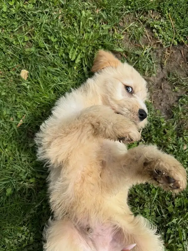 Male Goldendoodle golden retriever poodle Rupert - Photo 7