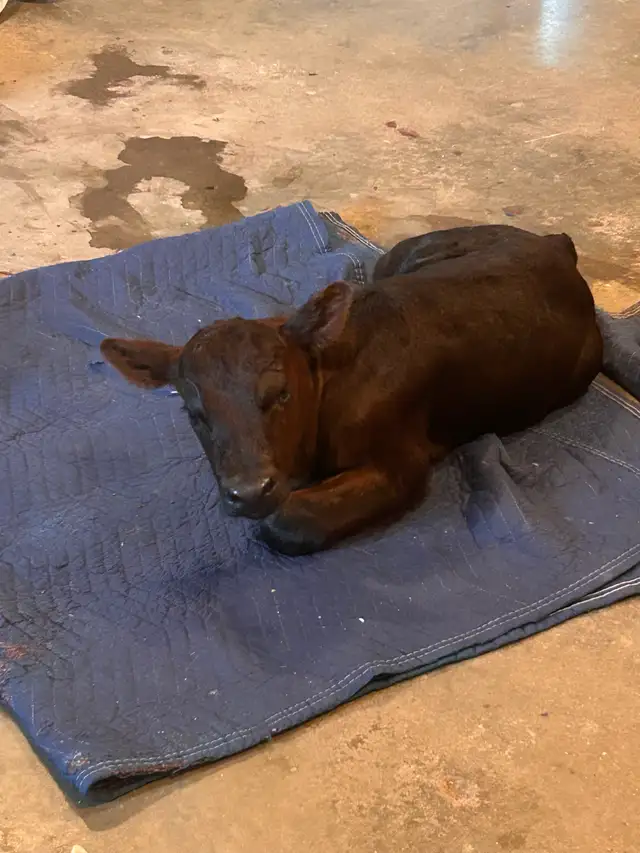 Angus x Simm Heifer Calf For Sale