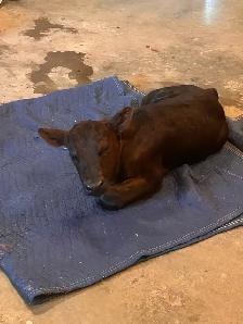 Angus x Simm Heifer Calf For Sale