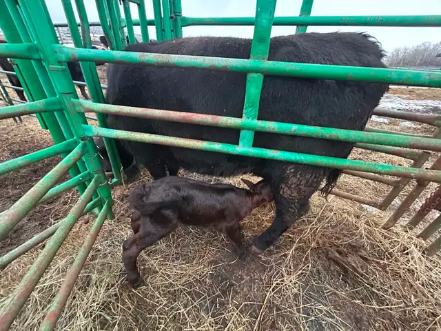 Angus x Simm Heifer Calf For Sale - Photo 2