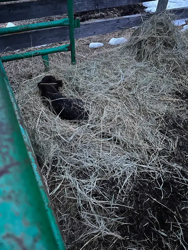 Angus x Simm Heifer Calf For Sale - Photo 3