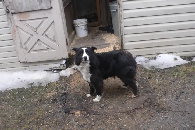 Femelle Border Collie pure race enregistré (Micropuce) - 6 ans