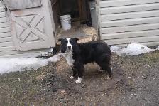 Femelle Border Collie pure race enregistré (Micropuce) - 6 ans