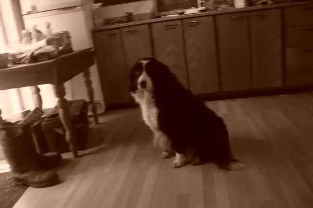 Femelle Border Collie pure race enregistré (Micropuce) - 6 ans - Photo 2