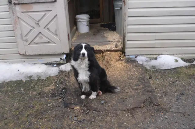 Femelle Border Collie pure race enregistré (Micropuce) - 6 ans - Photo 3