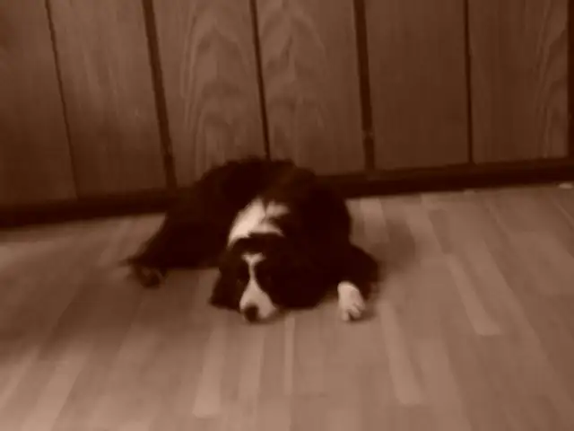 Femelle Border Collie pure race enregistré (Micropuce) - 6 ans - Photo 4