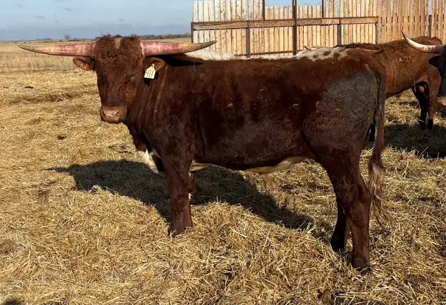 REGISTERED TEXAS LONGHORN BULLS FOR SALE / RED & RED FACTOR