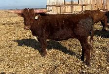 REGISTERED TEXAS LONGHORN BULLS FOR SALE / RED & RED FACTOR