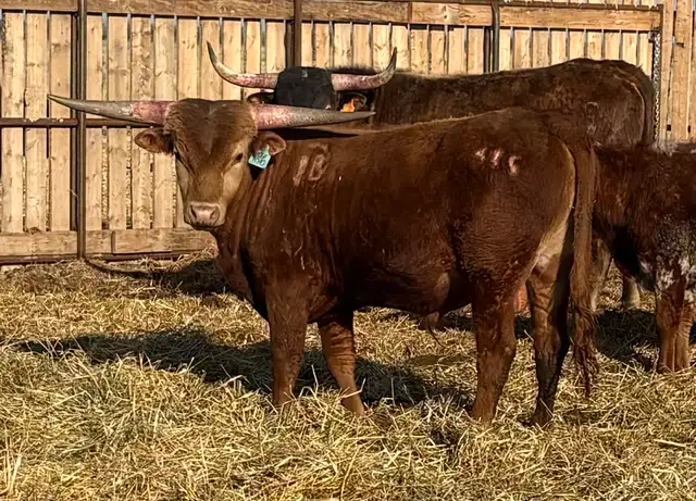 REGISTERED TEXAS LONGHORN BULLS FOR SALE / RED & RED FACTOR - Photo 2