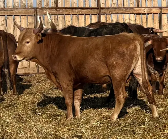 REGISTERED TEXAS LONGHORN BULLS FOR SALE / RED & RED FACTOR - Photo 3