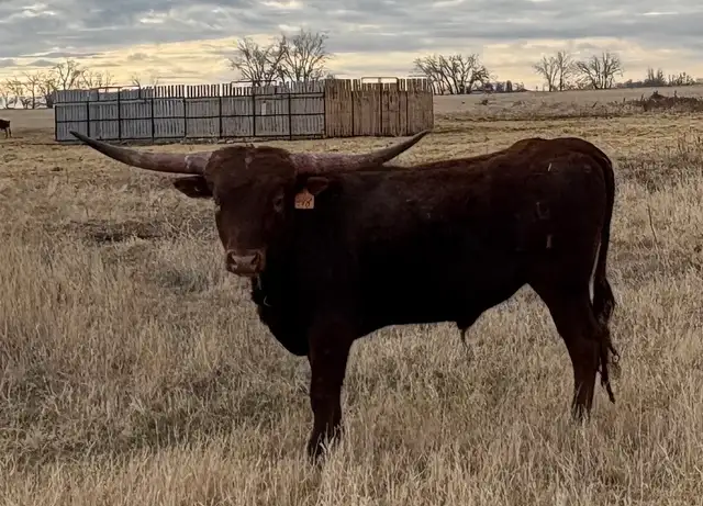 REGISTERED TEXAS LONGHORN BULLS FOR SALE / RED & RED FACTOR - Photo 4