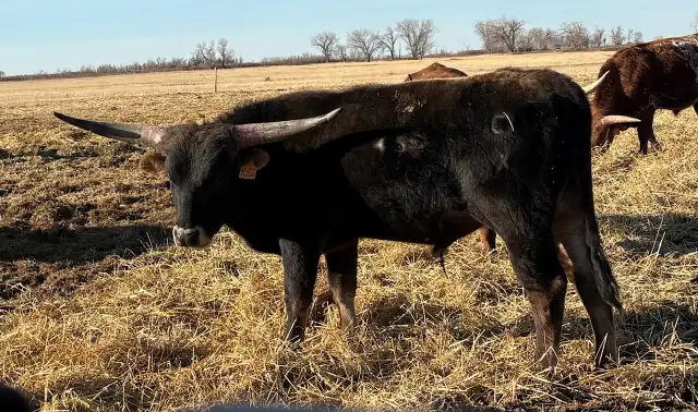 REGISTERED TEXAS LONGHORN BULLS FOR SALE / RED & RED FACTOR - Photo 5