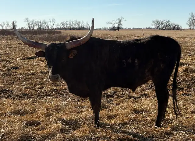 REGISTERED TEXAS LONGHORN BULLS FOR SALE / RED & RED FACTOR - Photo 6