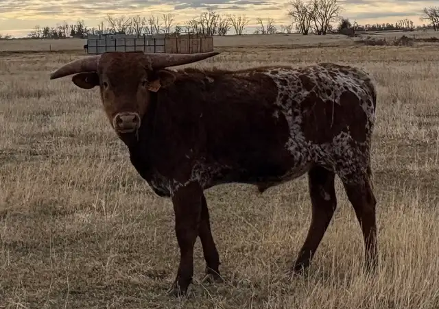REGISTERED TEXAS LONGHORN BULLS FOR SALE / RED & RED FACTOR - Photo 7