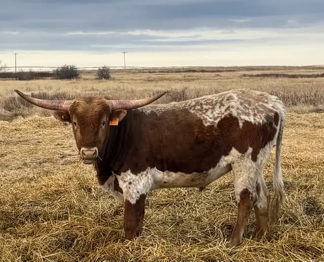 REGISTERED TEXAS LONGHORN BULLS FOR SALE / RED & RED FACTOR - Photo 8