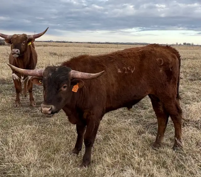 REGISTERED TEXAS LONGHORN BULLS FOR SALE / RED & RED FACTOR - Photo 9
