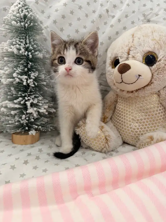 ❤️ Bengal /Siberian kittens ❤️(437) 292-1163 - Photo 2