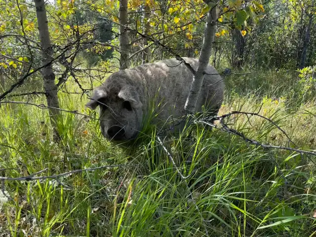 Mangalitsa pork - whole and halves available