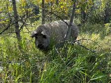 Mangalitsa pork - whole and halves available