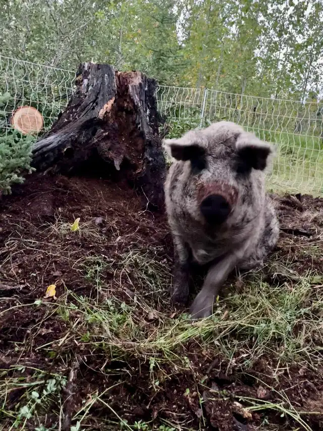 Mangalitsa pork - whole and halves available - Photo 2