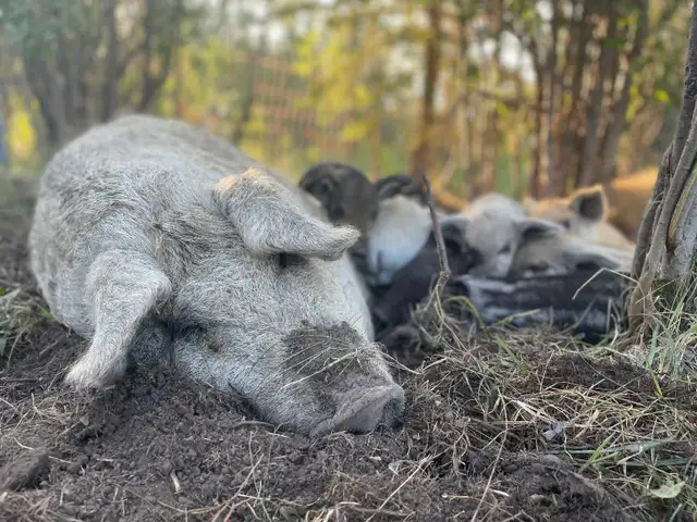 Mangalitsa pork - whole and halves available - Photo 3