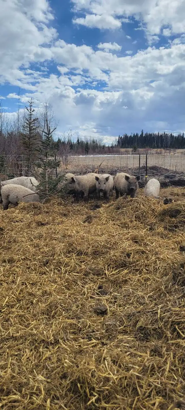 Mangalitsa feeder pigs / registered gilts