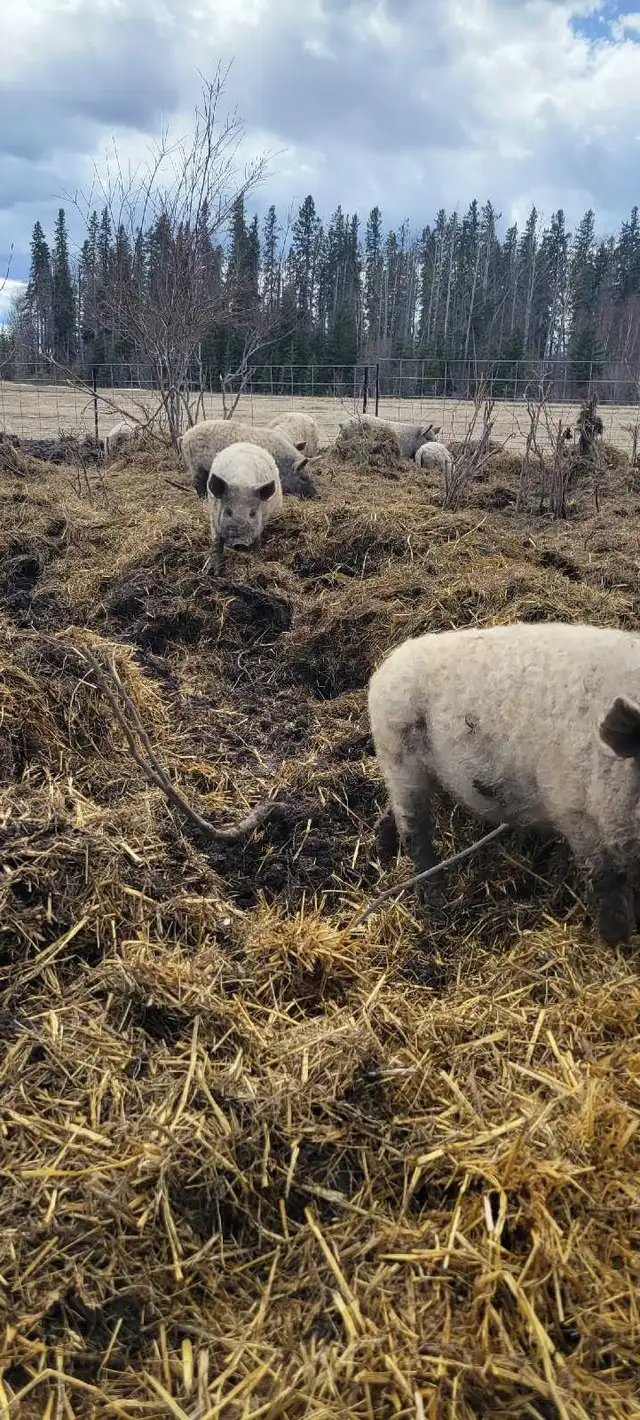 Mangalitsa feeder pigs / registered gilts - Photo 2