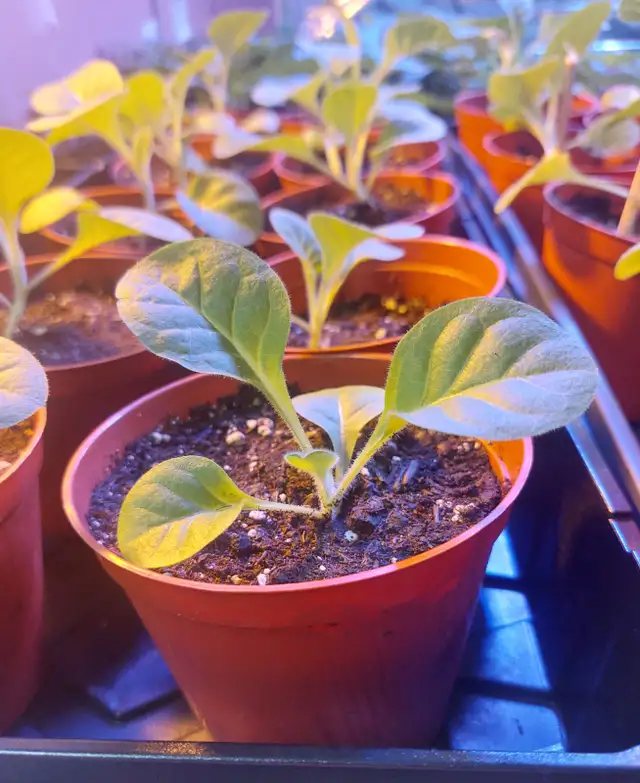 Delgold tobacco seedlings plants