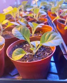 Delgold tobacco seedlings plants