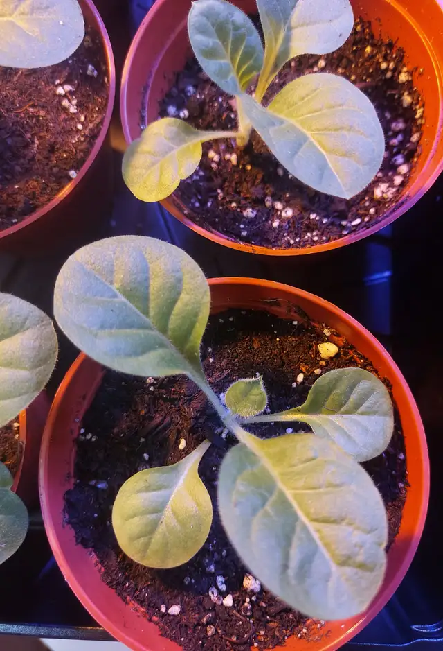 Delgold tobacco seedlings plants - Photo 2