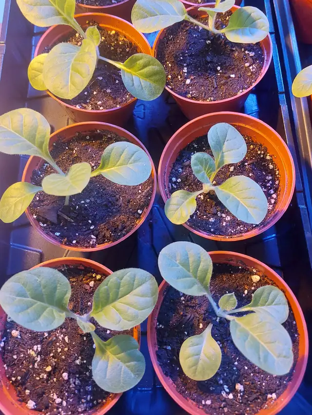 Delgold tobacco seedlings plants - Photo 3