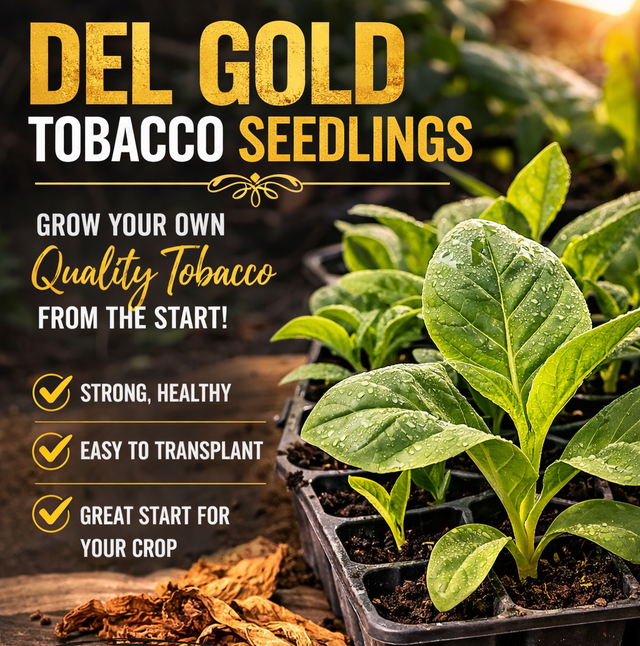 Delgold tobacco seedlings plants - Photo 4