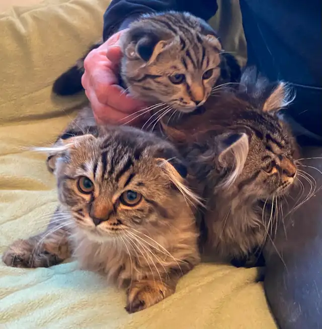 Chaton a vendre - Photo 2