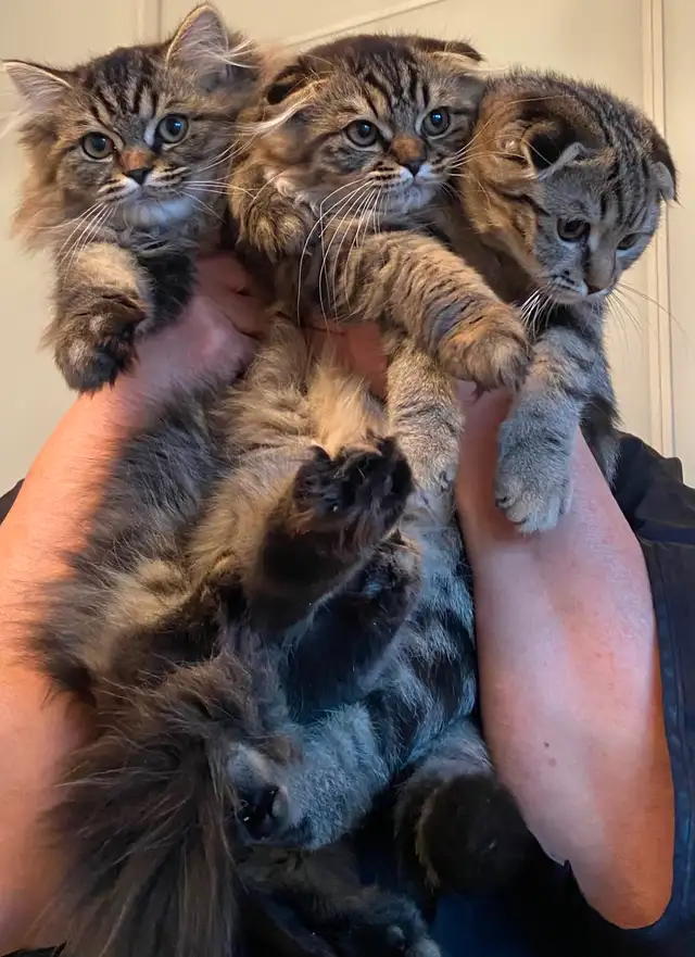 Chaton a vendre - Photo 3