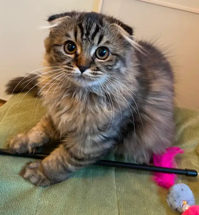 Chaton a vendre - Photo 4