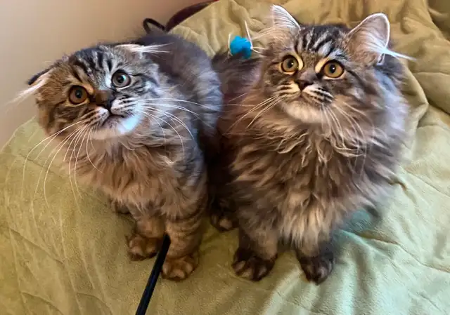 Chaton a vendre - Photo 5