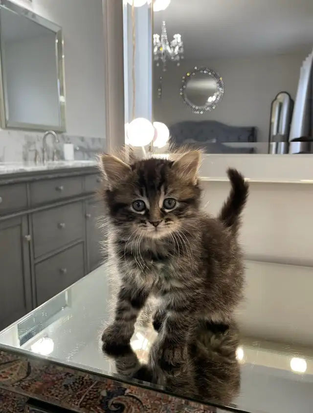 ⭐️Maine Coon Kittens⭐️ - Health Card & Samples -