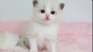 GORGEOUS BABY BICOLOR RAGDOLLS !! - Photo 8