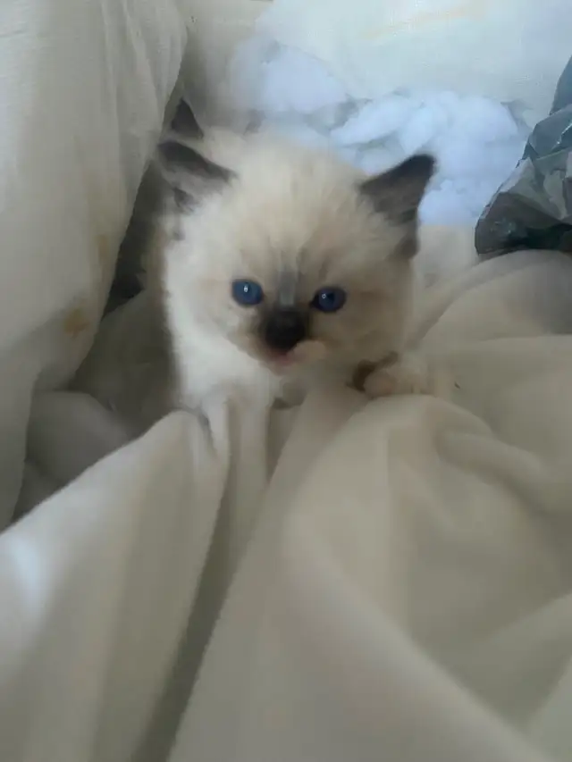 BEAUTIFUL BICOLOR WHITE MITTED RAGDOLLS!! - Photo 4