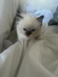 BEAUTIFUL BICOLOR WHITE MITTED RAGDOLLS!! - Photo 4