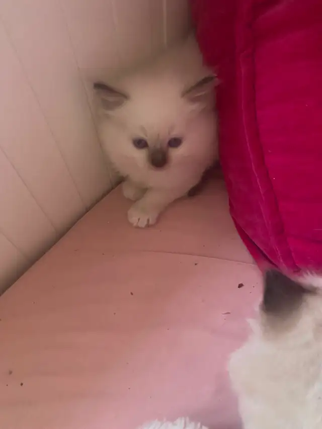 BEAUTIFUL BICOLOR WHITE MITTED RAGDOLLS!! - Photo 5